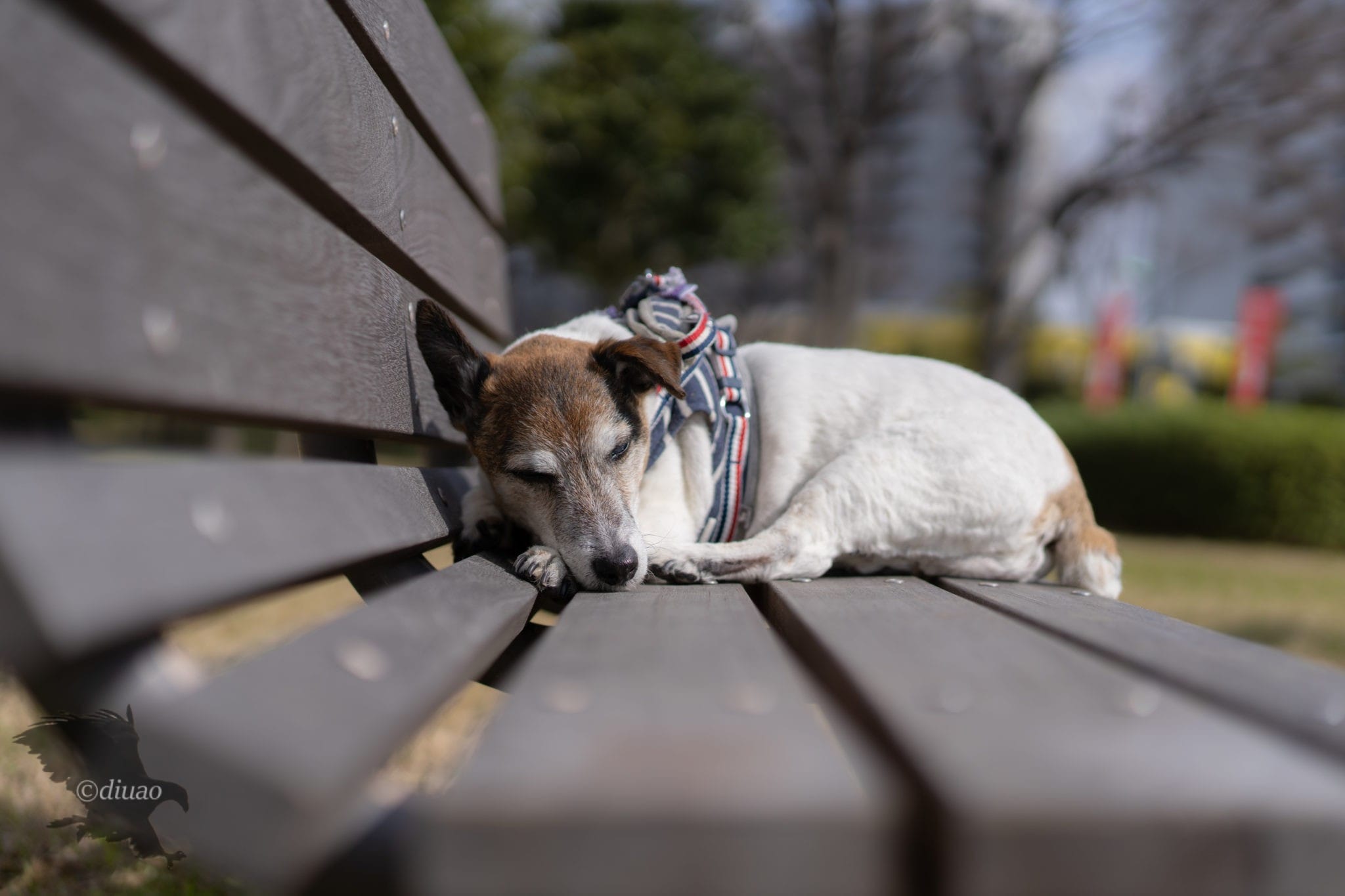 ベンチで寝る犬