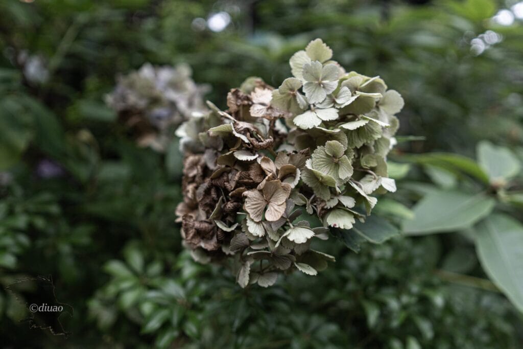 枯れ始めた紫陽花