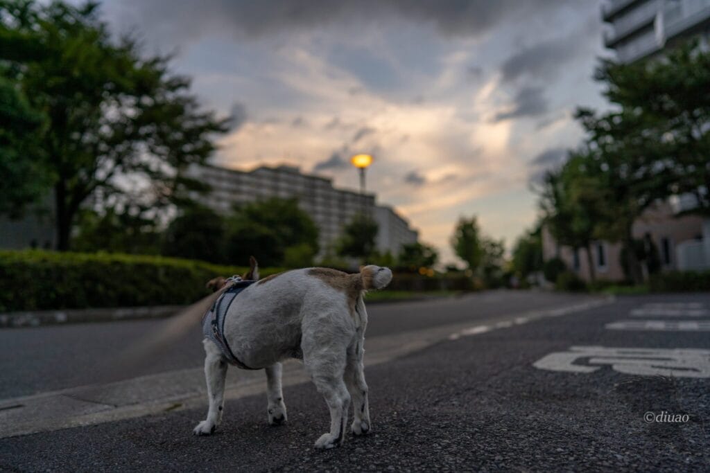 犬と夕焼け空