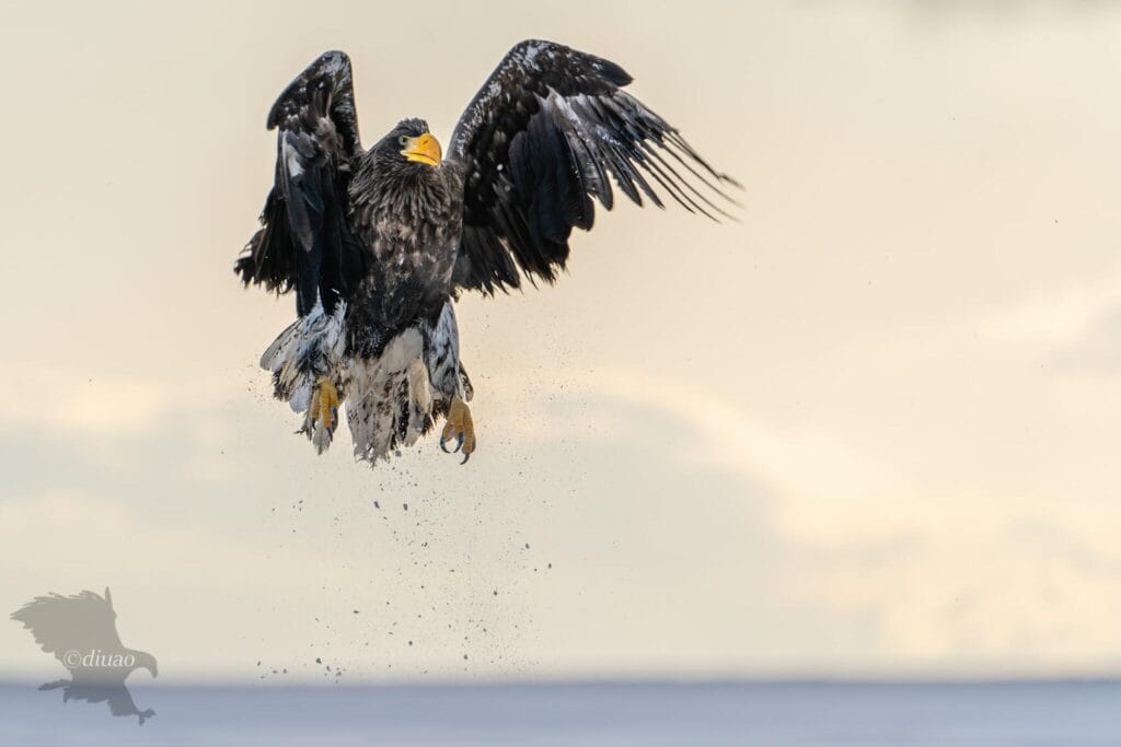 1xでpublishedになったオオワシの写真のトリミング前