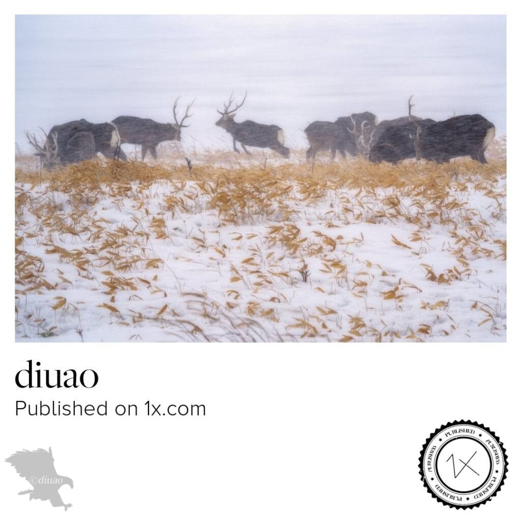 1xでpublishedになったシカの写真
