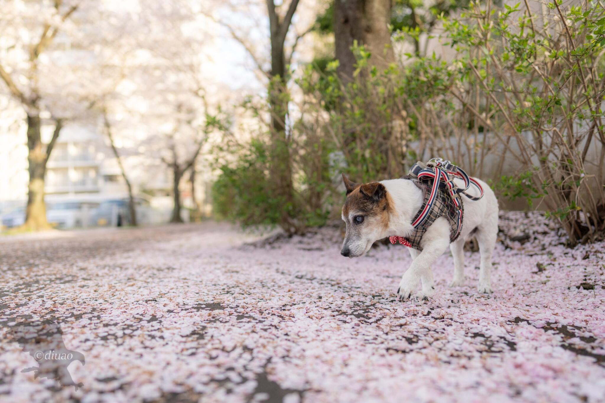桜が散った道を歩く犬