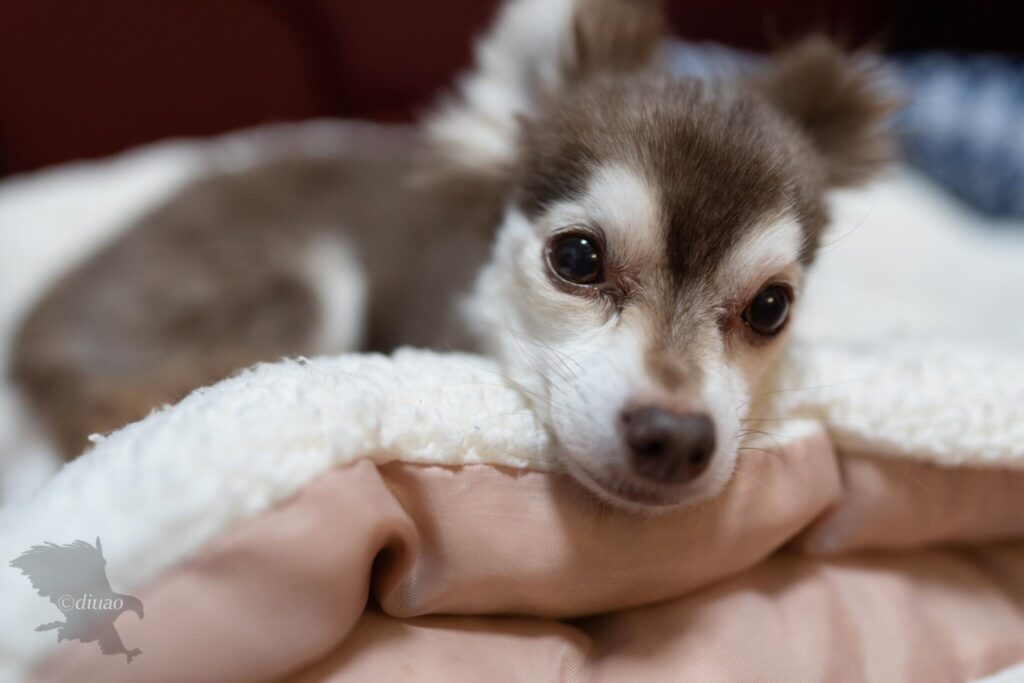 チワワのドアップ
