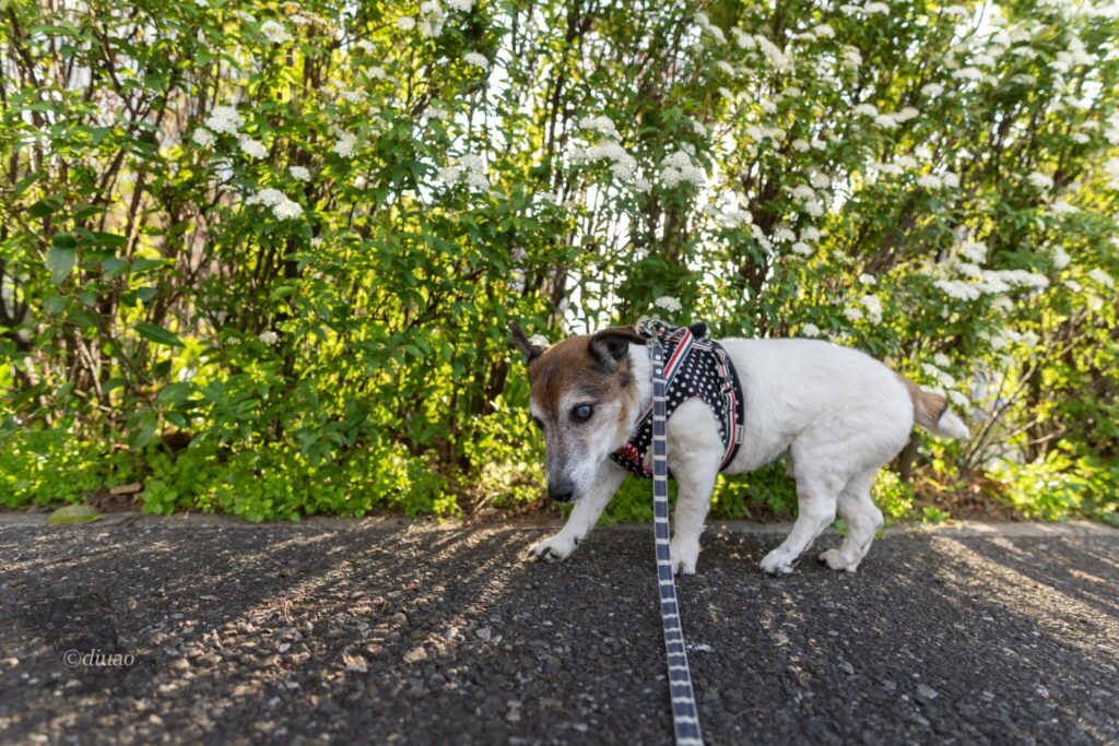 光差し込む植栽と犬