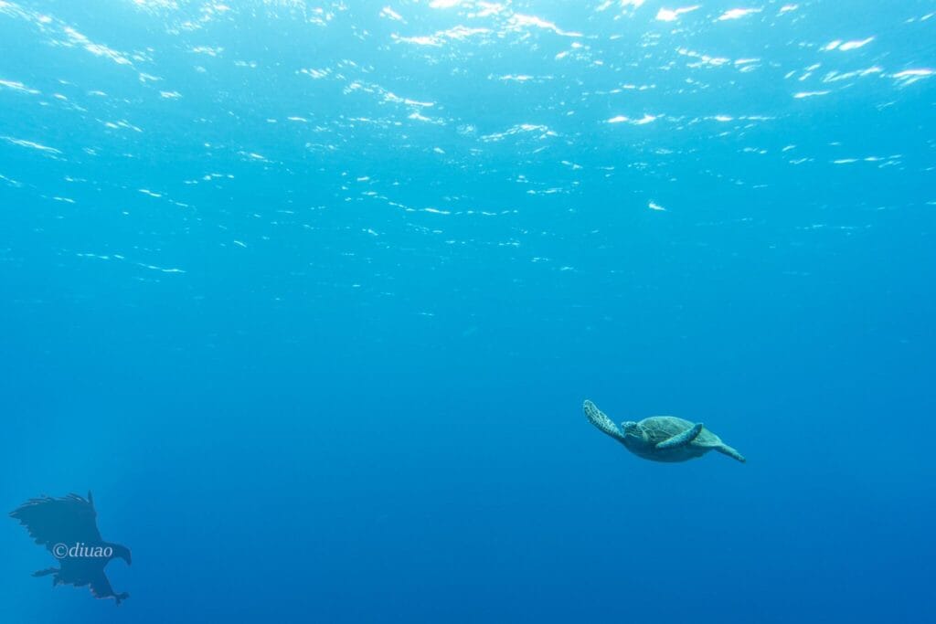 海面近くのアオウミガメ