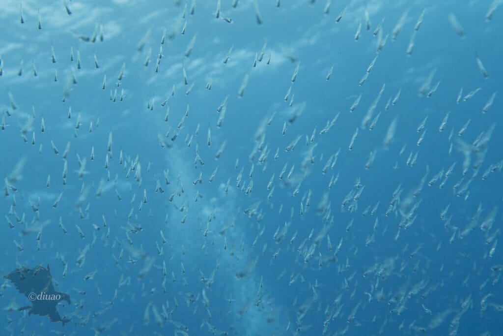 小魚の大群を一部拡大