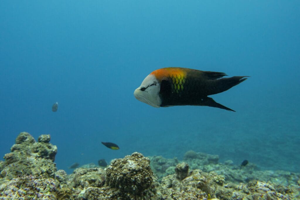 海中を泳ぐギチベラ