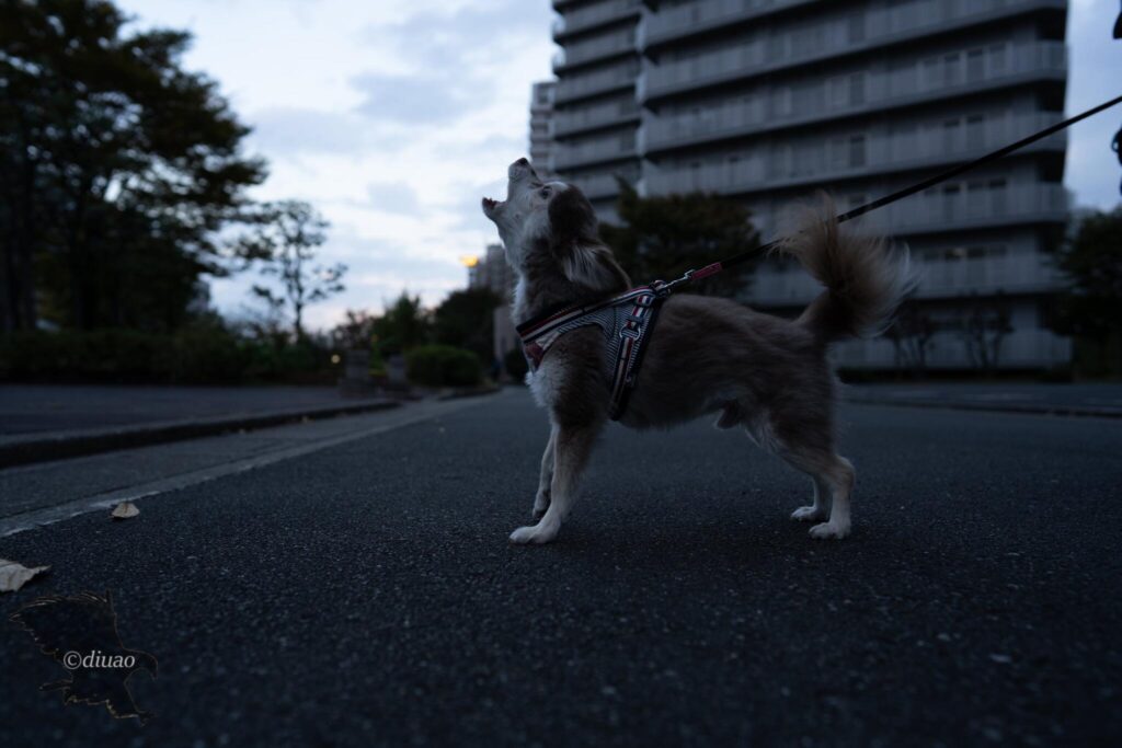 遠吠えするチワワのRAW現像前