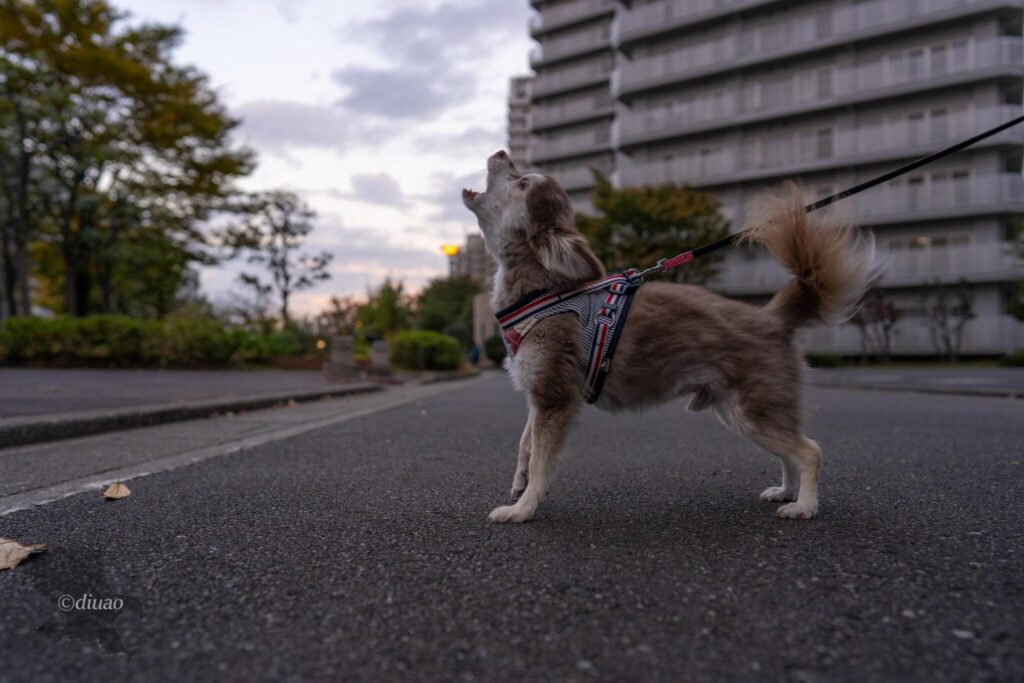 遠吠えするチワワ