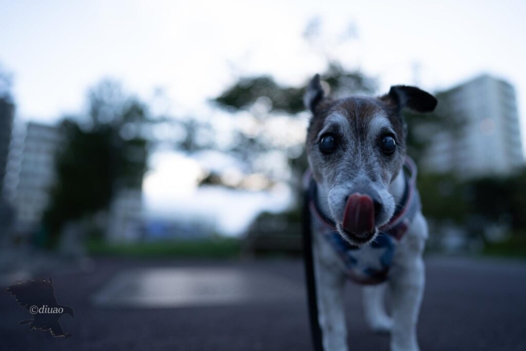 散歩中の犬のドアップのRAW現像前データ