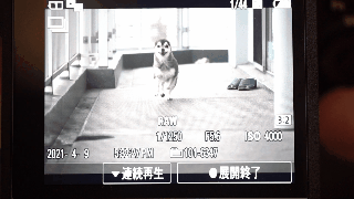 α1の30連写の様子GIF