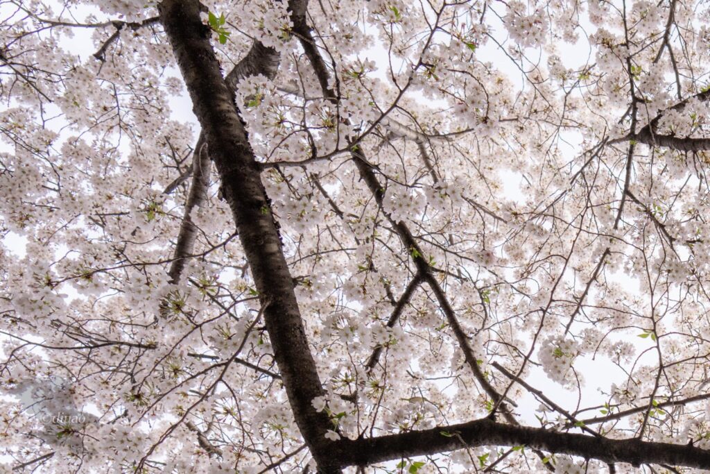頭上を覆う桜の一部を拡大した写真