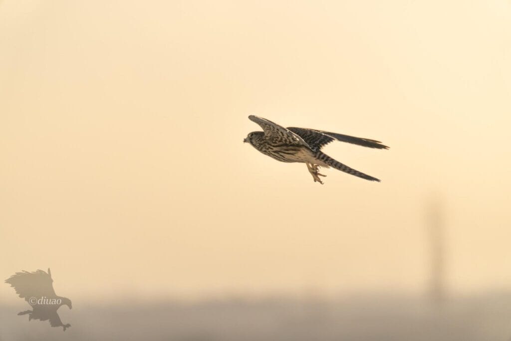 夕焼け空に逆光で写るチョウゲンボウのシャドウを持ち上げた写真