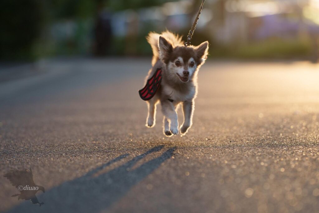 夕焼け空の下、駆け抜ける愛犬
