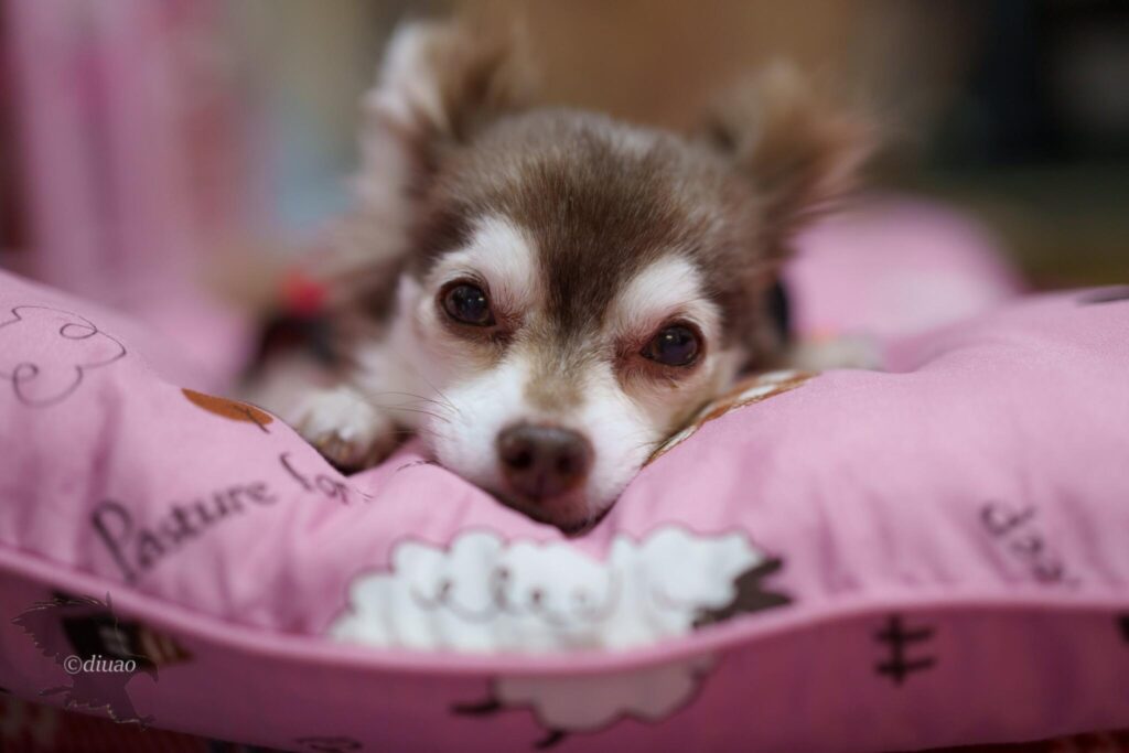 こちらを眺める愛犬