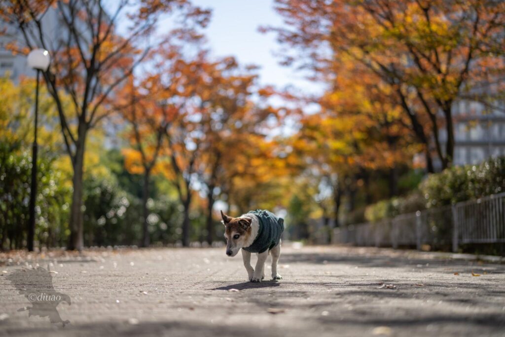 紅葉した街路樹と愛犬