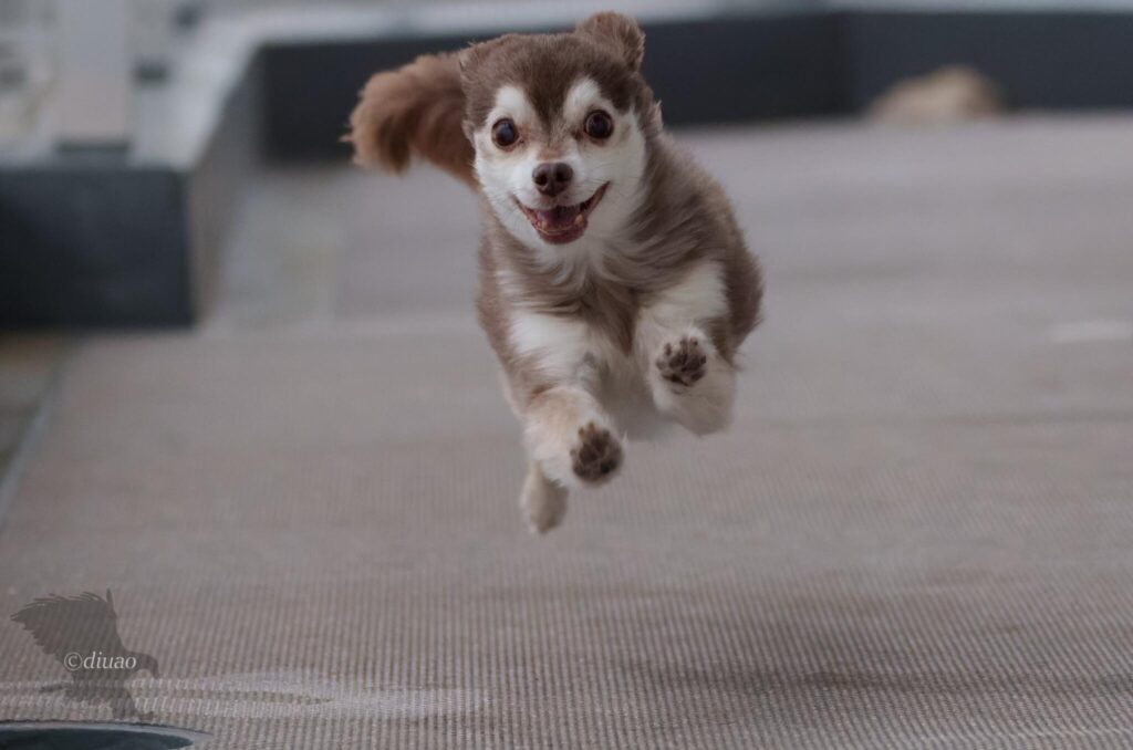 全速力で大きく跳ねた瞬間の愛犬