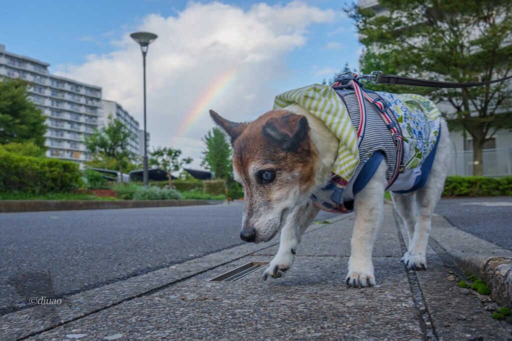 虹と愛犬