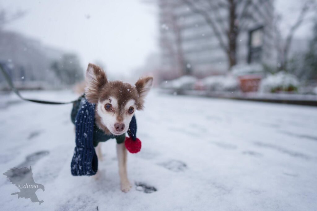 雪の中散歩をする愛犬
