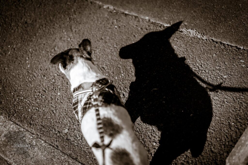 散歩中の愛犬の影