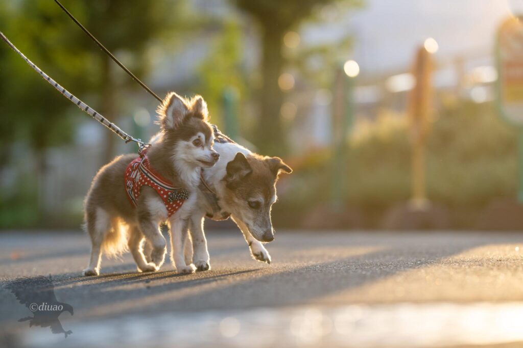 二匹寄り添い歩く愛犬たち