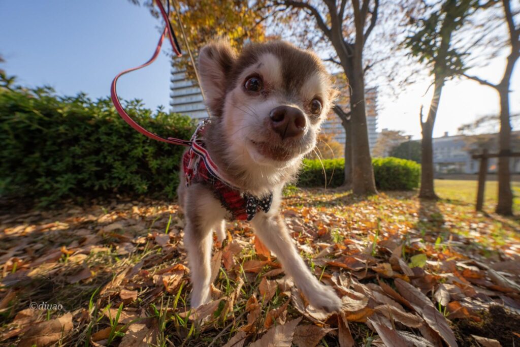 SEL1224GMでデフォルメされた愛犬の顔