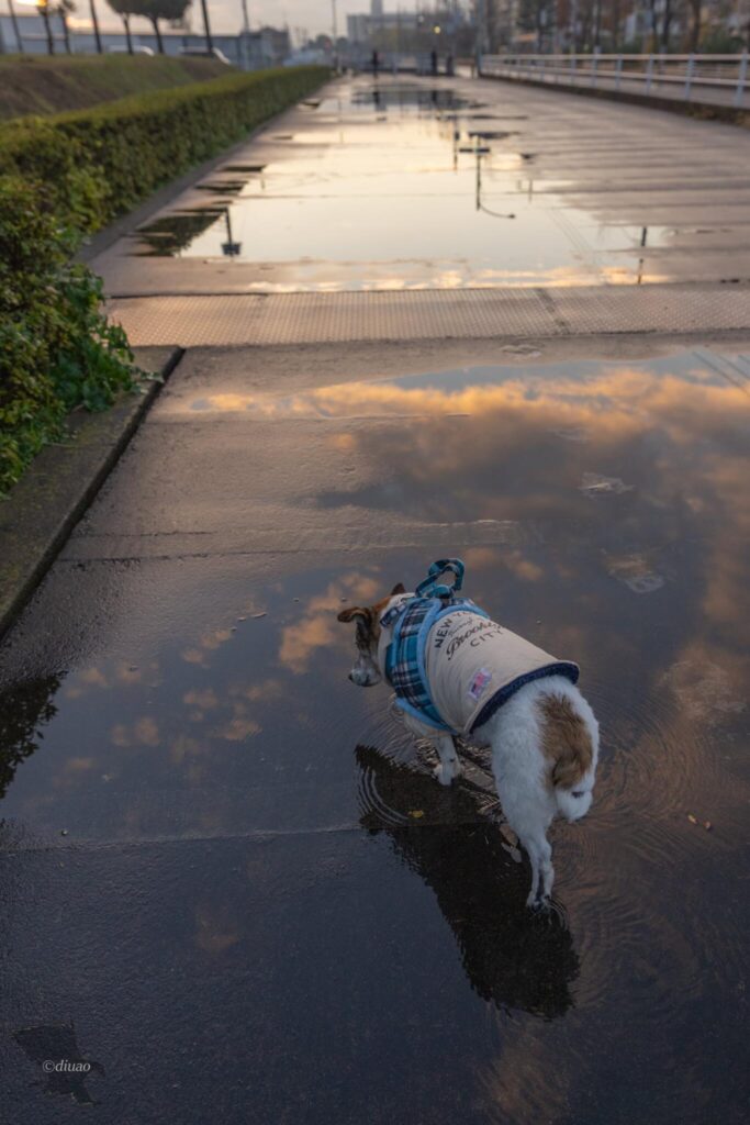 SEL1224GMで撮った空が写り込んでいる水溜りを歩く愛犬