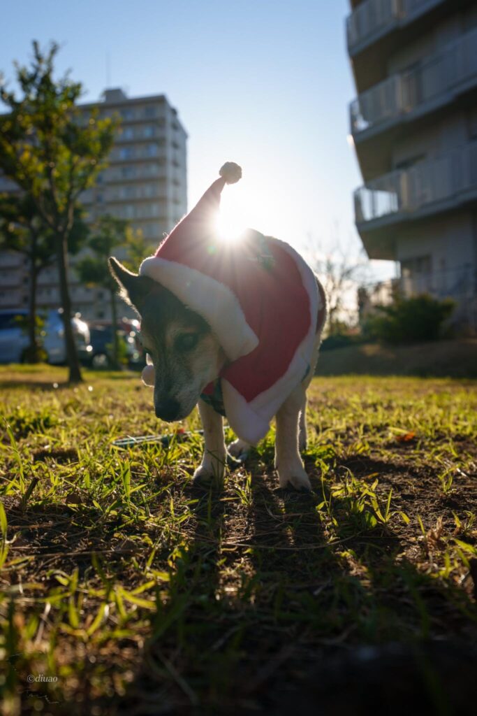SEL1224GMで撮った逆光の愛犬