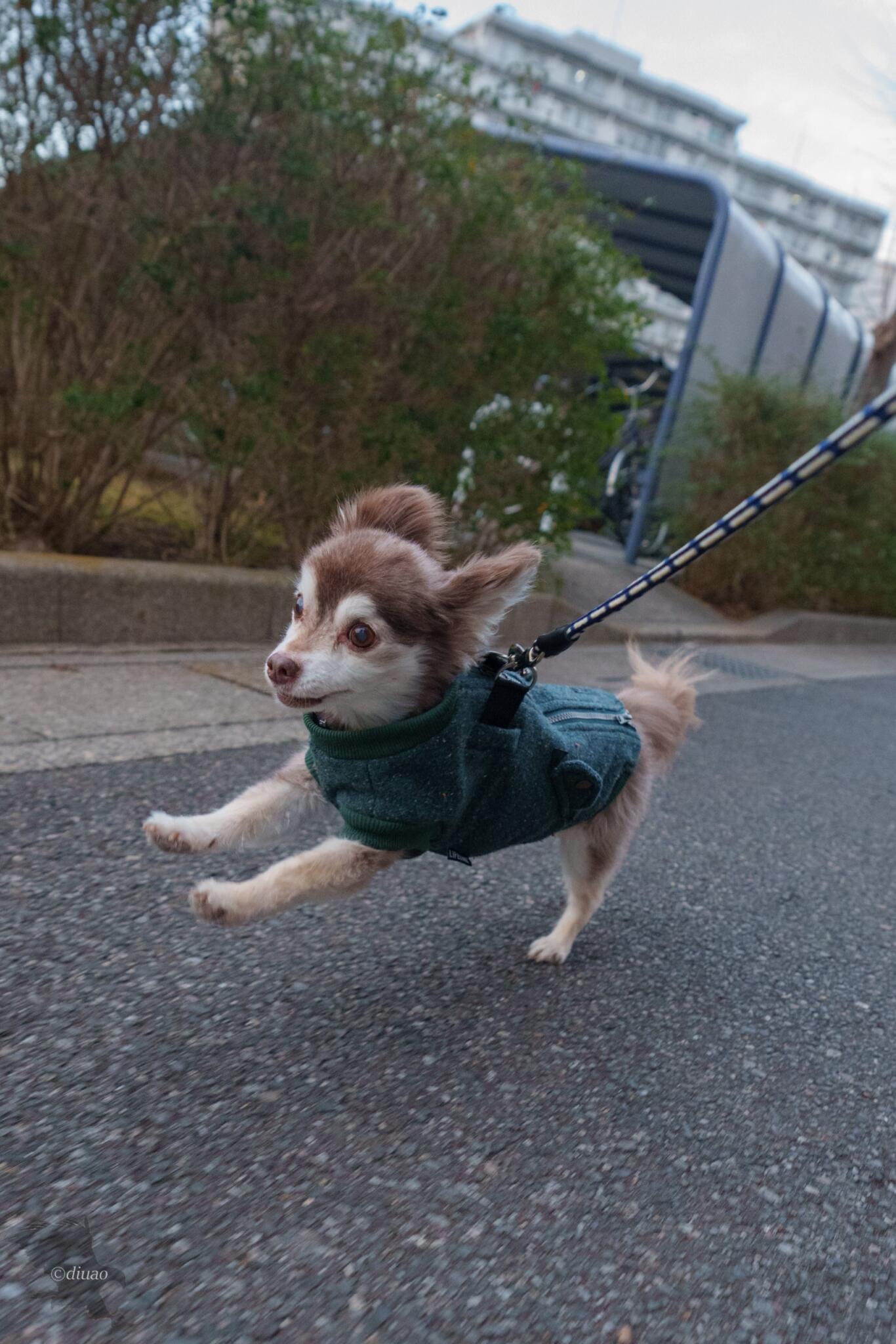 SEL1224GMで走りながら撮った愛犬を大きく拡大