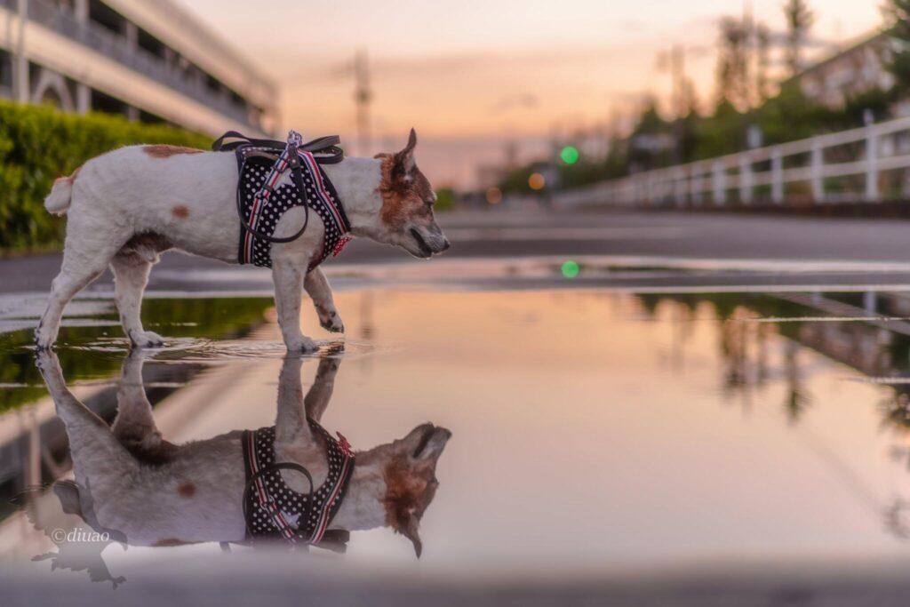 水溜りの上を歩く愛犬