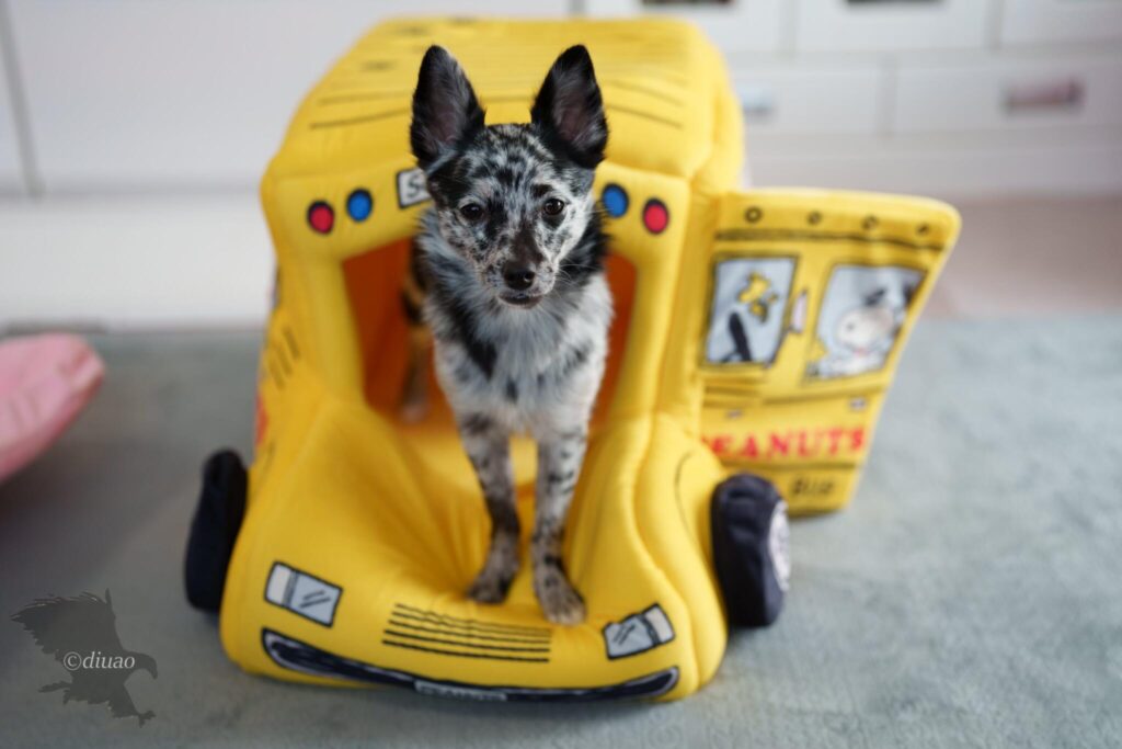 バスのおもちゃに乗る子犬