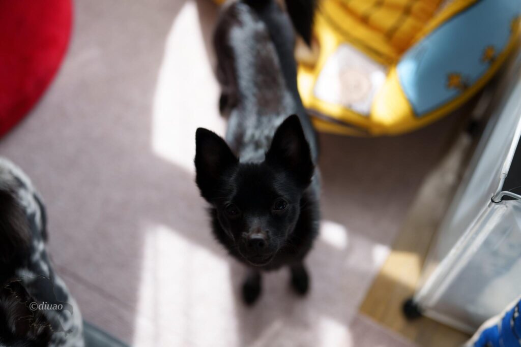 こちらを見上げる子犬