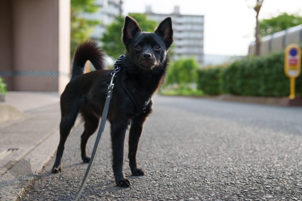 散歩中の子犬の暗さ調整後
