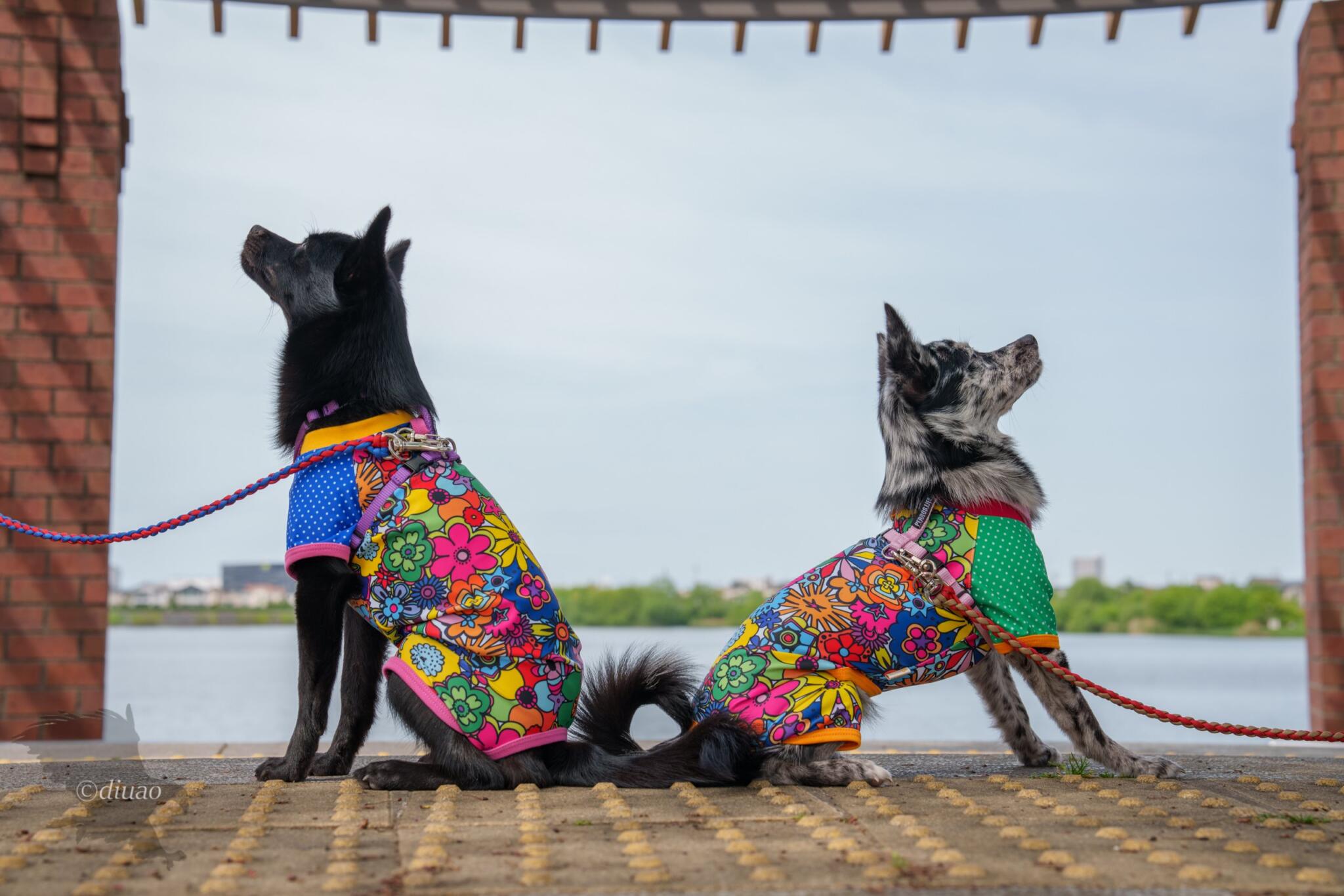派手な服を着て背中合わせに座る子犬達