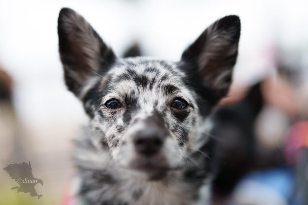 SEL50F14GMの絞り開放で最短撮影距離付近で撮影した子犬の顔