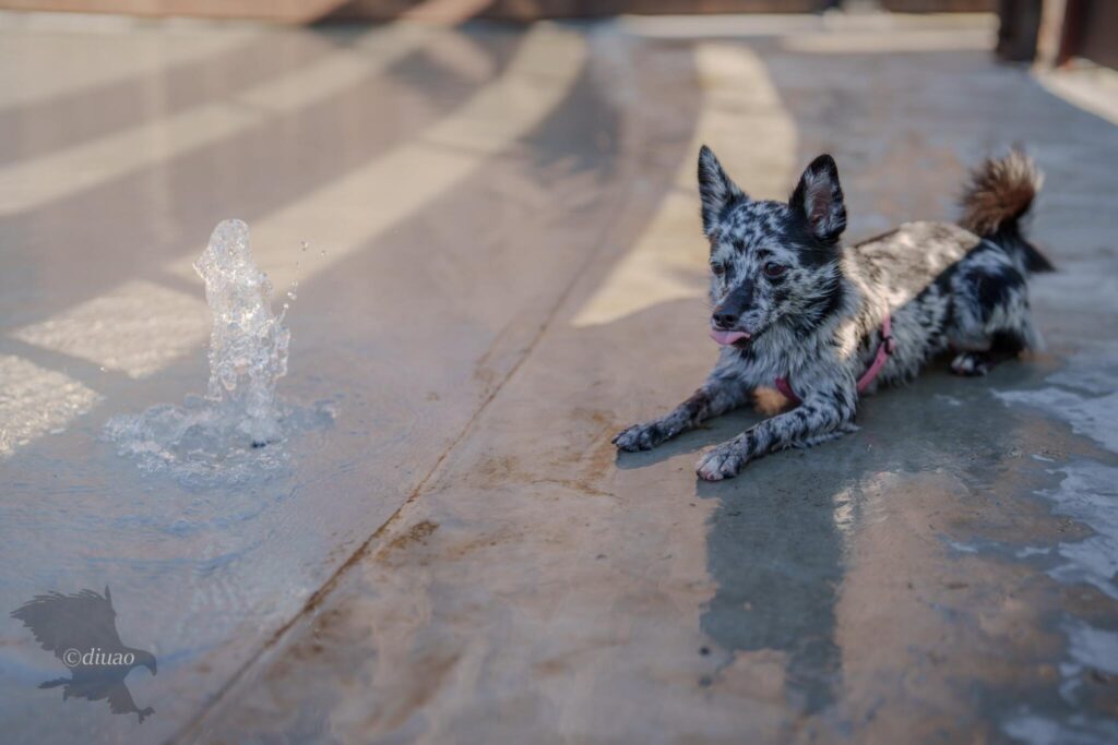 水が湧き出るドッグランで遊ぶ犬