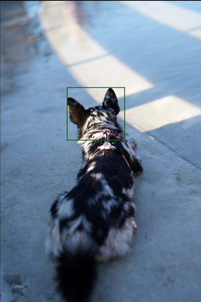 水が湧き出るドッグランで遊ぶ犬をα7CⅡで撮影した時のフォーカス枠を表示した画像