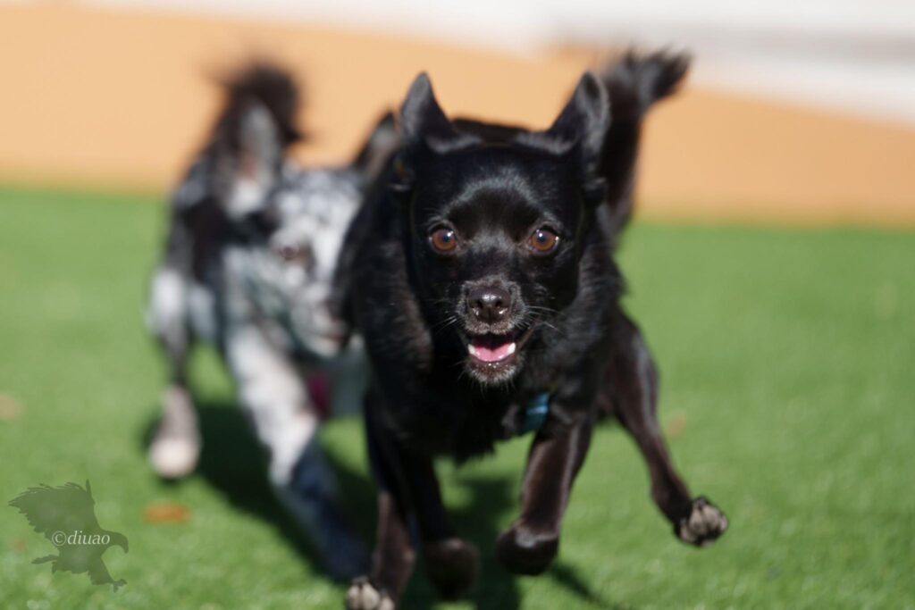 α1とSEL100M28GMの組み合わせで撮影した走ってくる2頭の愛犬の連続写真