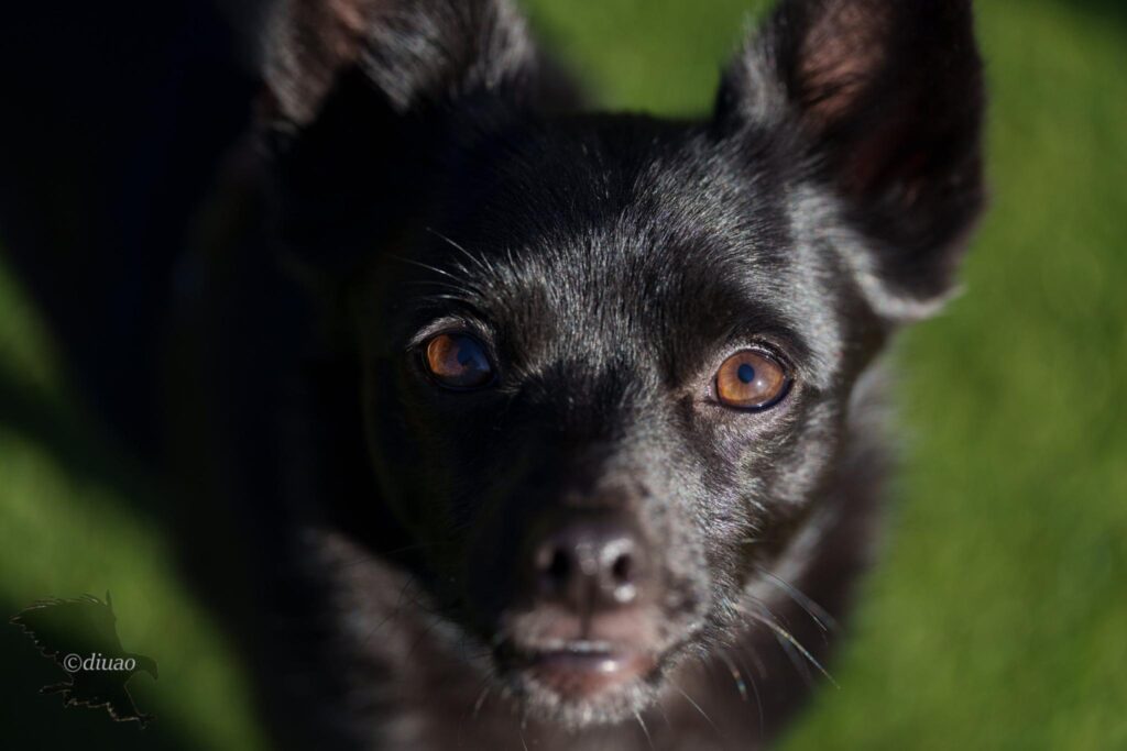α1Ver4.00でのISOオートで黒い犬を被写体として撮った後に露光量を下げた物
