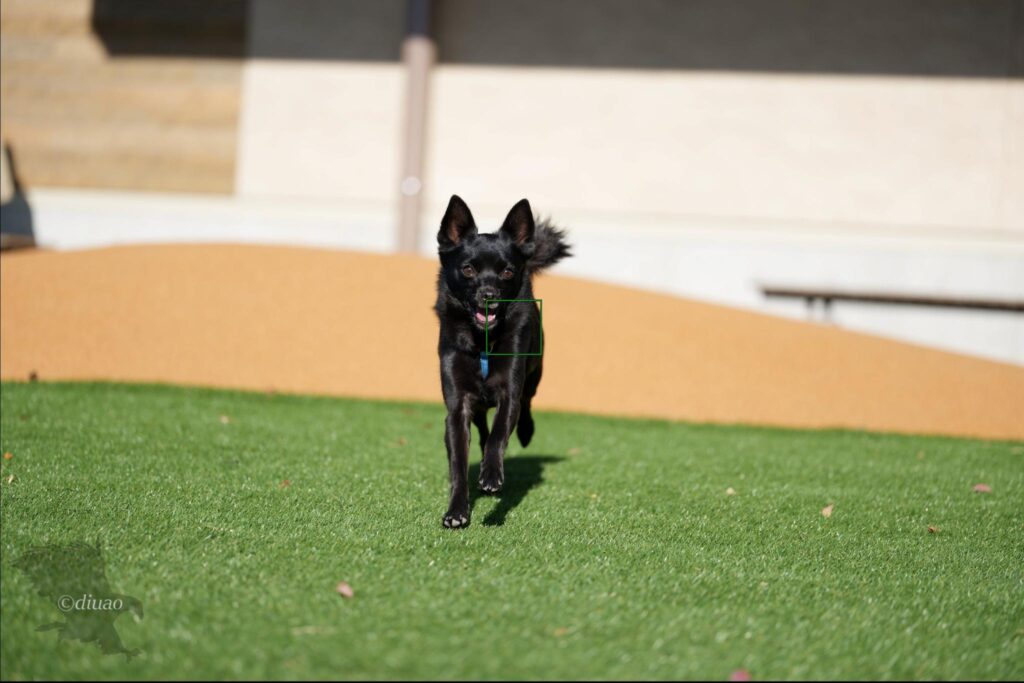 α1Ver4.00での走る犬に対するAF捕捉状況1