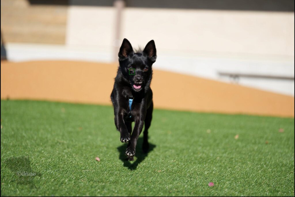 α1Ver4.00での走る犬に対するAF捕捉状況4