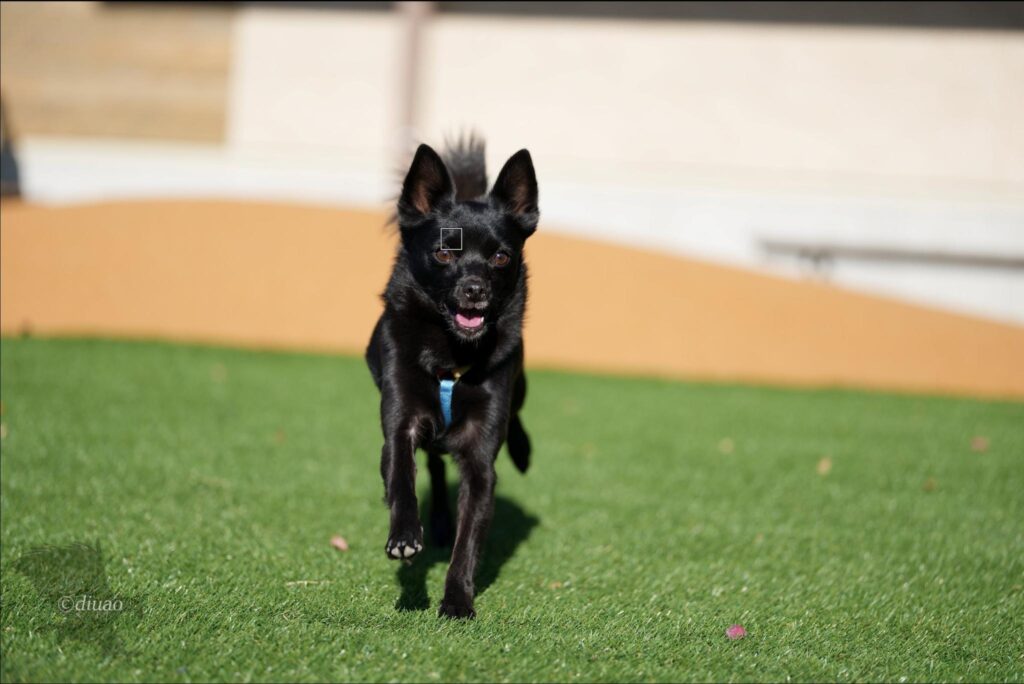 α1Ver4.00での走る犬に対するAF捕捉状況5