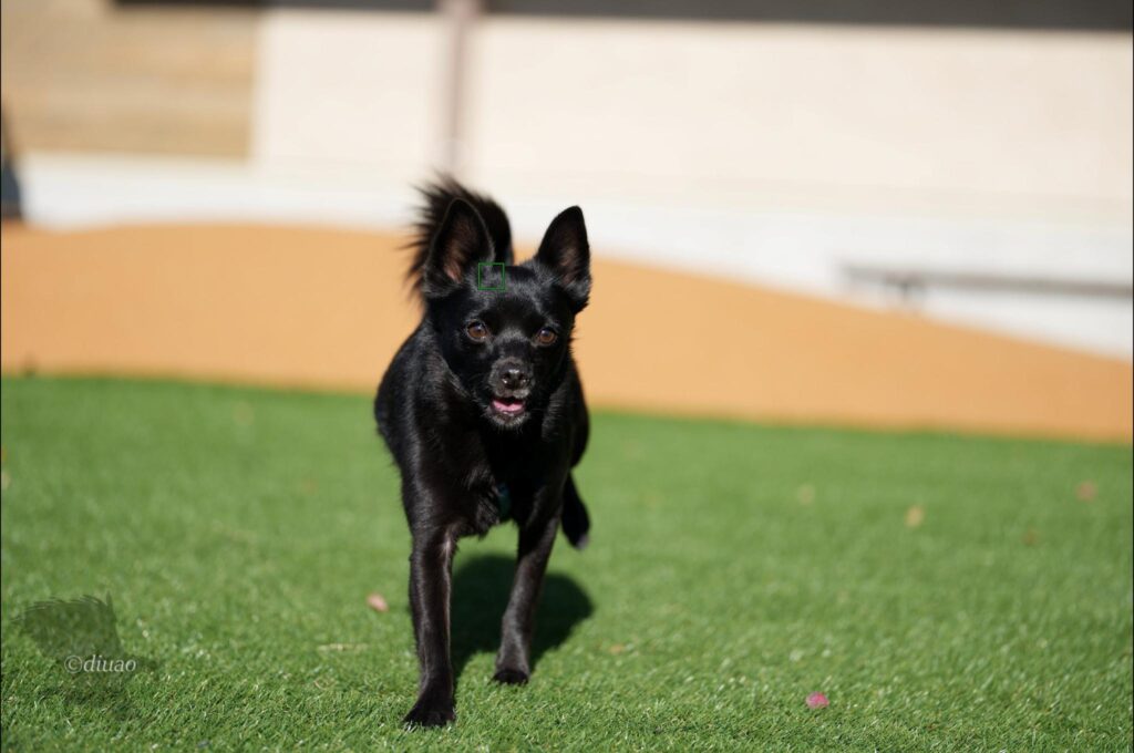α1Ver4.00での走る犬に対するAF捕捉状況6