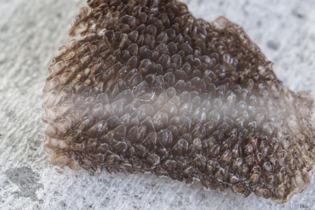 AstrHoriのレンズで撮影した犬の肉球の皮