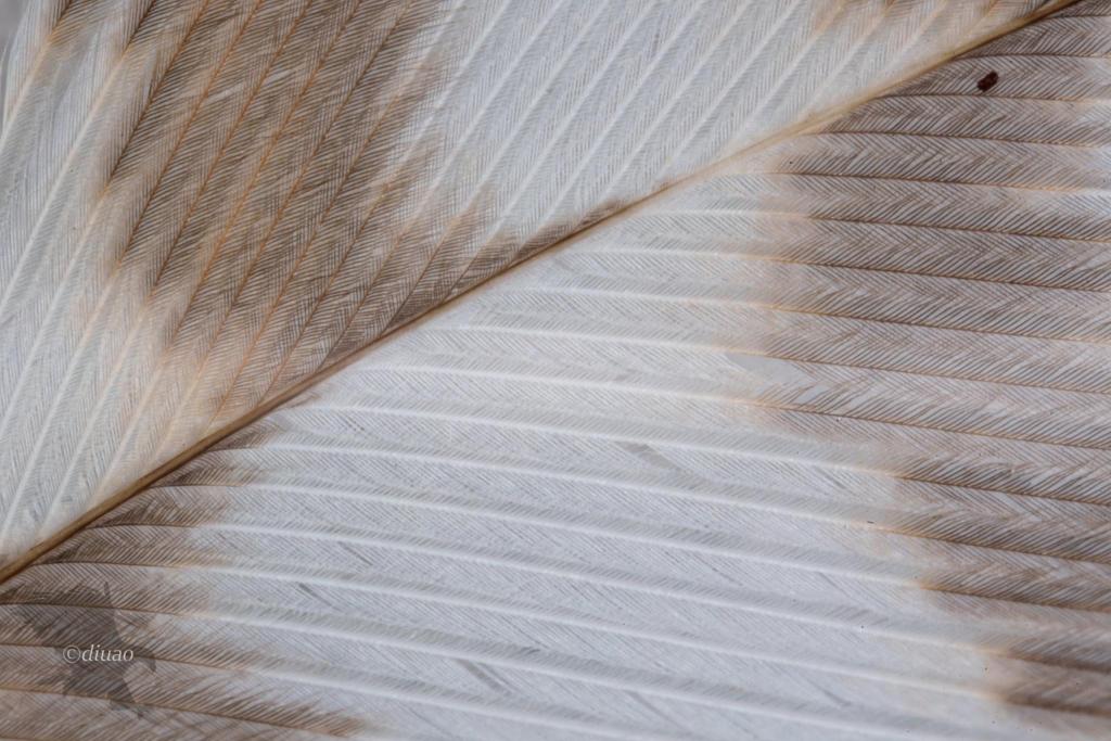 AstrHoriのレンズで撮影したツミの羽根